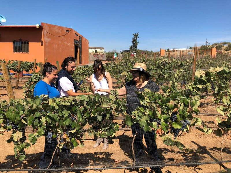 Valle de Guadalupe Wine Tasting Tour - Who This Tour Is Best For (and Who Should Skip It)