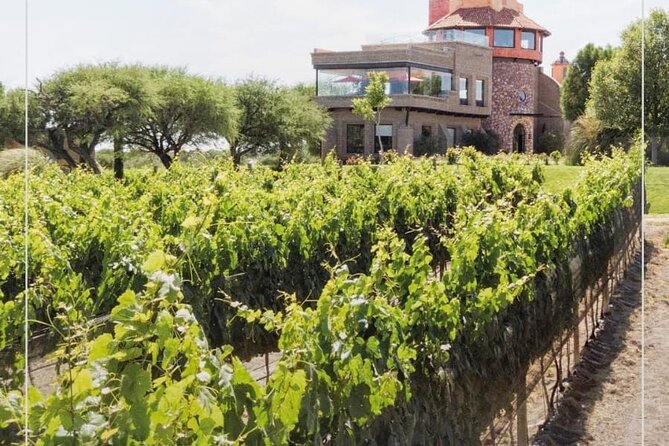 Vineyard, tour, tasting and fun in San Miguel de Allende - Who Should Book This Vineyard Tour in San Miguel de Allende?