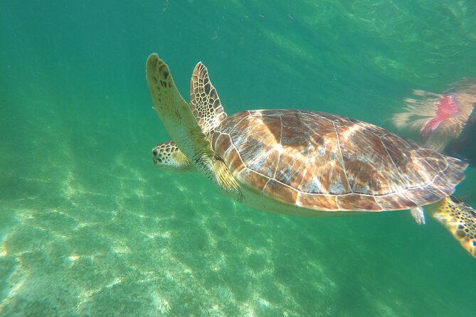 VIP Cenotes & Turtles Private Tour - Who should book this tour, and who might not love it