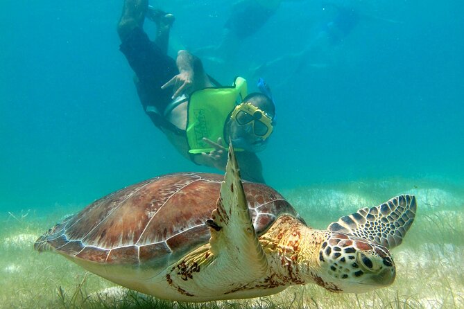 VIP Tulum & Turtles Private Tour - Hotel Pickup First, So the Morning Feels Easy