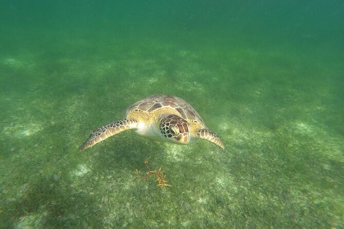 VIP Tulum & Turtles Private Tour - Tulum Archaeological Site With a Private Local Expert