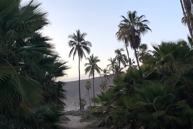 Visit Todos Santos Magic Town - Price and value: what you pay for, and what you still need to cover