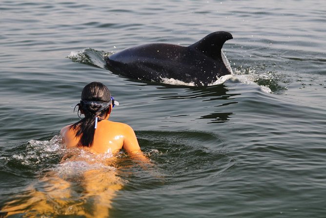 Watch and Swim with Dolphins in the Wild - Key reasons this dolphin tour feels worth it
