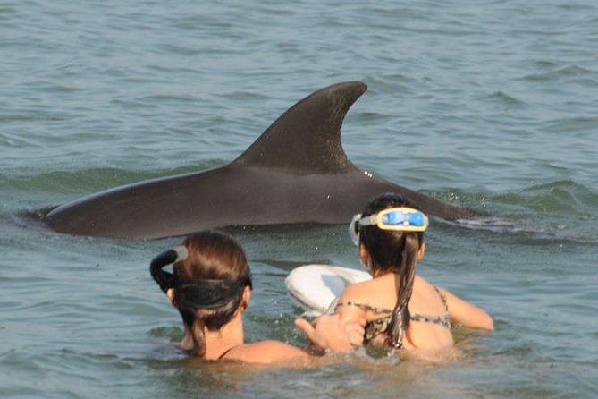 Watch and Swim with Dolphins in the Wild - Dolphin hunting with a hydrophone: the smart way to find them