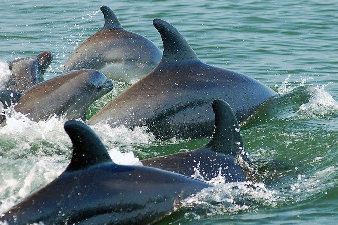 Watch and Swim with Dolphins in the Wild - Searching by dolphin sound: what you’ll do while you hunt