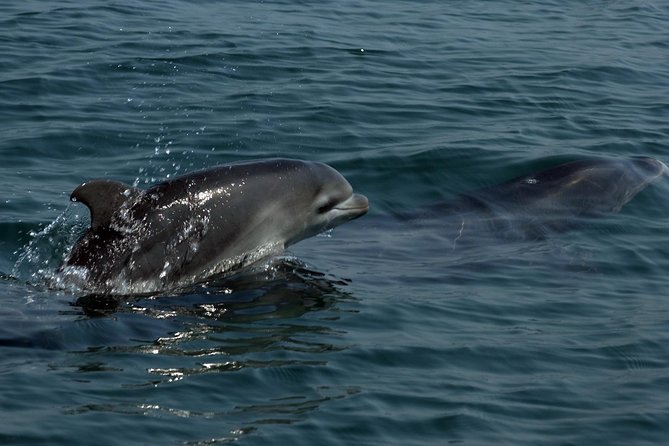 Watch and Swim with Dolphins in the Wild - Snorkeling gear included, and why that’s more than a perk