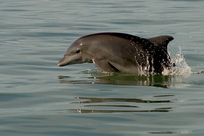Watch and Swim with Dolphins in the Wild - Other marine life in the Bay of Banderas
