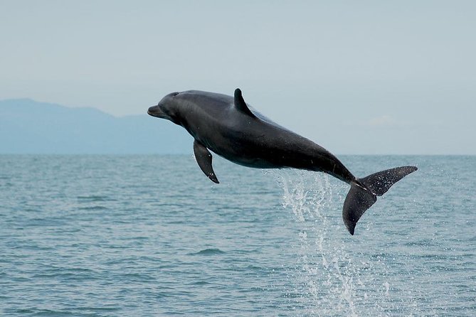 Watch and Swim with Dolphins in the Wild - Meeting at Marina Vallarta and what the first part feels like