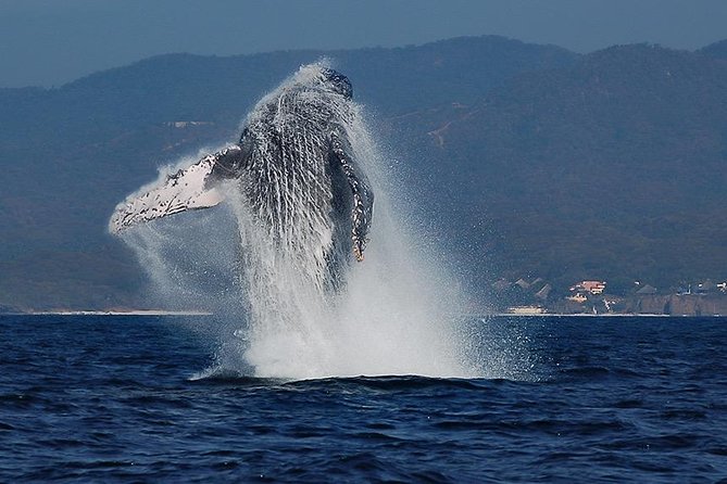Whale and Dolphin Watching with a Biologist in Puerto Vallarta - Key things I’d zoom in on before you book