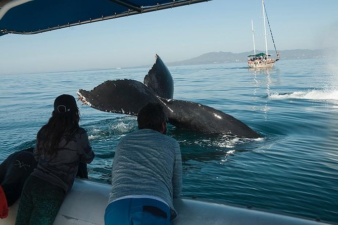 Whale and Dolphin Watching with a Biologist in Puerto Vallarta - Why humpbacks in Puerto Vallarta feel extra special