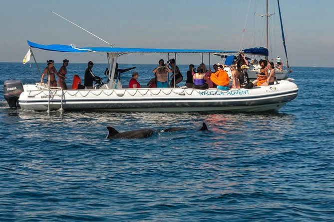 Whale and Dolphin Watching with a Biologist in Puerto Vallarta - Who you might see: humpbacks, dolphins, turtles, mantas, and more