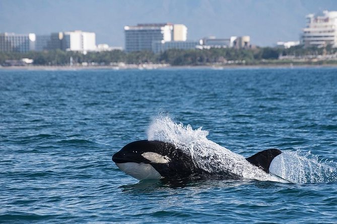 Whale and Dolphin Watching with a Biologist in Puerto Vallarta - The boat and comfort details that actually matter