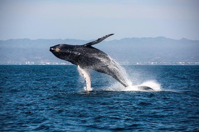 Whale and Dolphin Watching with a Biologist in Puerto Vallarta - Price and value: is $105 worth it?
