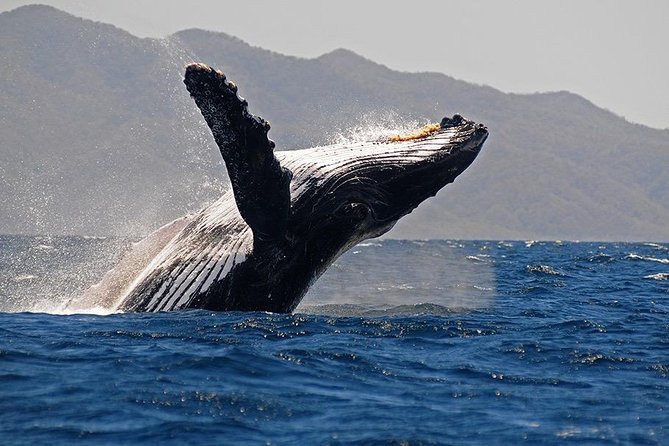 Whale and Dolphin Watching with a Biologist in Puerto Vallarta - What makes this tour different: a biologist plus citizen science