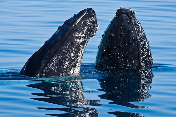 Whale & Dolphin Watching Cruise in Puerto Vallarta All Inclusive - Key things to know before you go