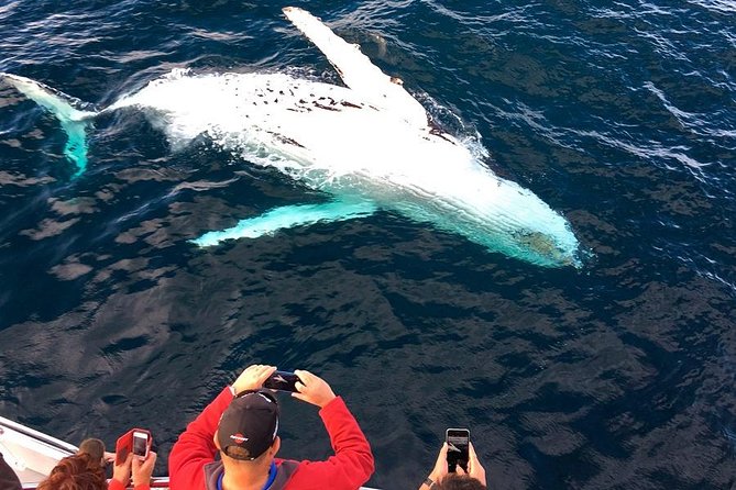 Whale & Dolphin Watching Cruise in Puerto Vallarta All Inclusive - Whale watching with a marine biologist: how the cruise actually looks for humpbacks