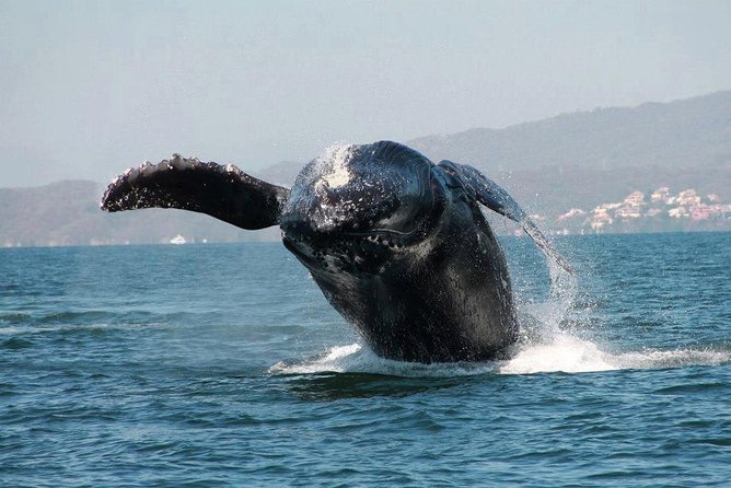 Whale & Dolphin Watching Cruise in Puerto Vallarta All Inclusive - Dolphins while you transit: what to expect beyond humpbacks