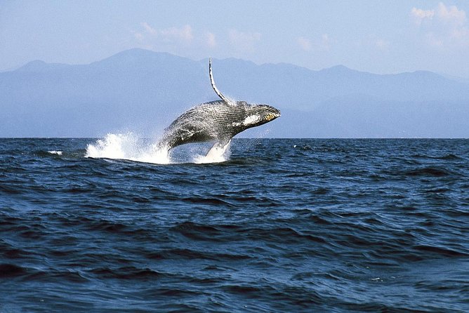 Whale & Dolphin Watching Cruise in Puerto Vallarta All Inclusive - Lunch croissant and drinks: feeding you during the hunt