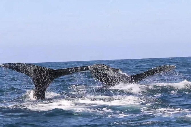 Whale & Dolphin Watching Cruise in Puerto Vallarta All Inclusive - Timing, rough water, and the seat reality of whale trips