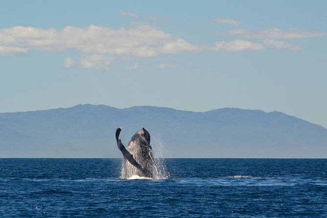 Whale & Dolphin Watching Cruise in Puerto Vallarta All Inclusive - Price and value: is $78.48 really fair for this much included?