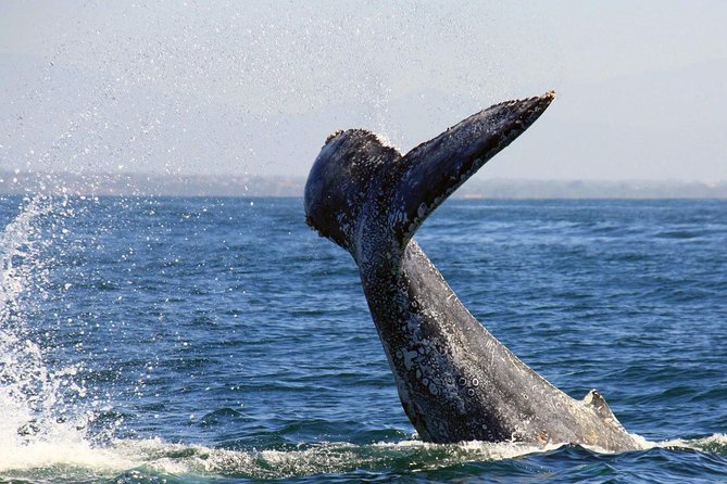 Whale & Dolphin Watching Cruise in Puerto Vallarta All Inclusive - Breakfast, open bar, and the onboard vibe you actually feel