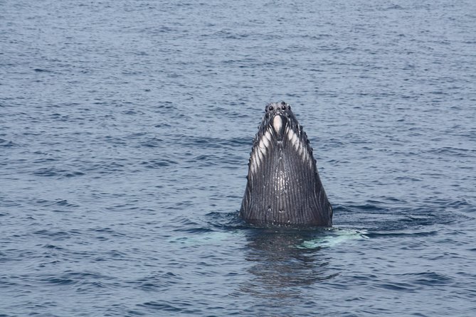 Whale Encounter Puerto Vallarta - Snacks, Drinks, and What Is Actually Provided on the Boat