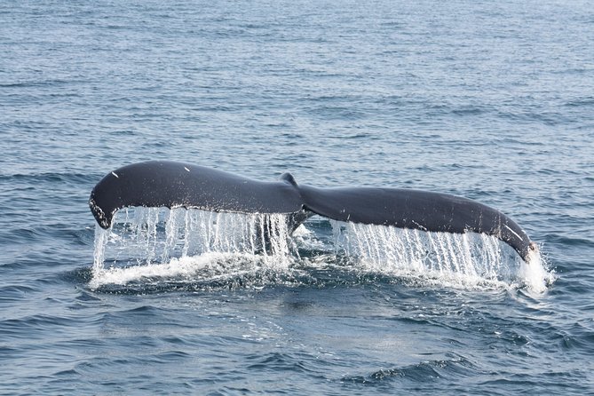 Whale Encounter Puerto Vallarta - How Many “Stops” Really Happen in a 3-Hour Trip?