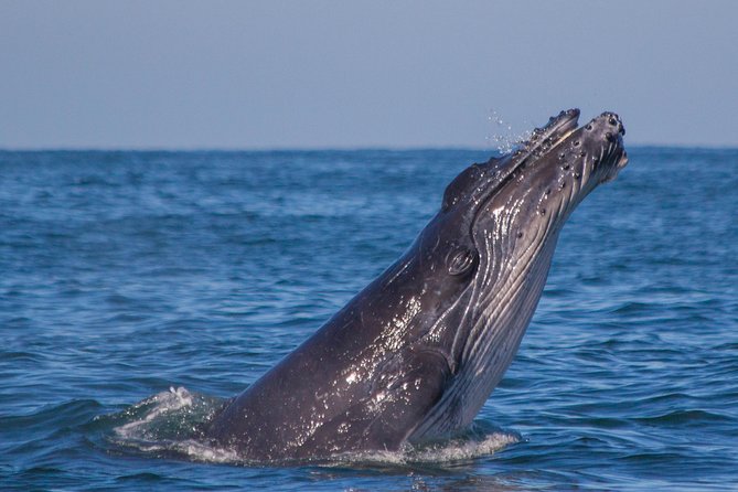 Whale Encounter Puerto Vallarta - Getting to Marina Vallarta and Board Time That Keeps It Organized