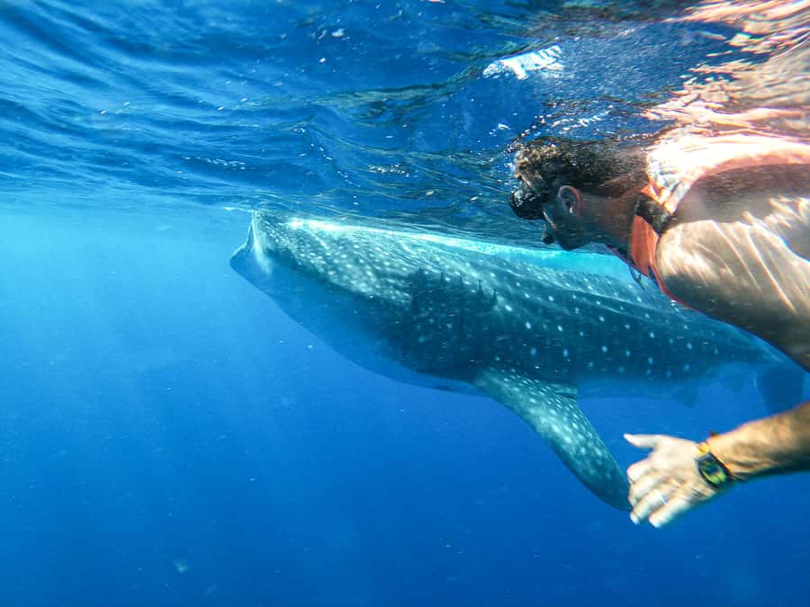 Whale Shark Adventure from Isla Mujeres - Key things I’d put on your radar