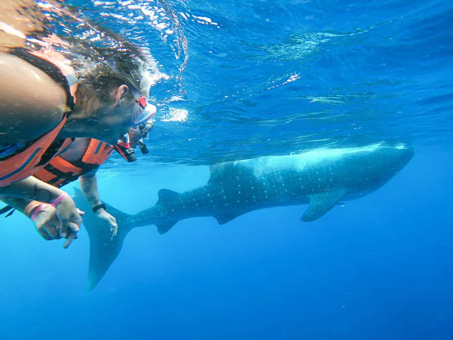 Whale Shark Adventure from Isla Mujeres - On the Water: Searching the Caribbean for Whale Sharks