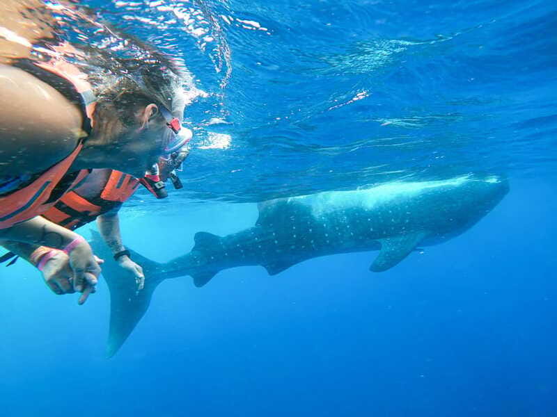 Whale Shark Adventure from Isla Mujeres - Snorkeling Rules in the Wild: Swimming Close Without the Tricks
