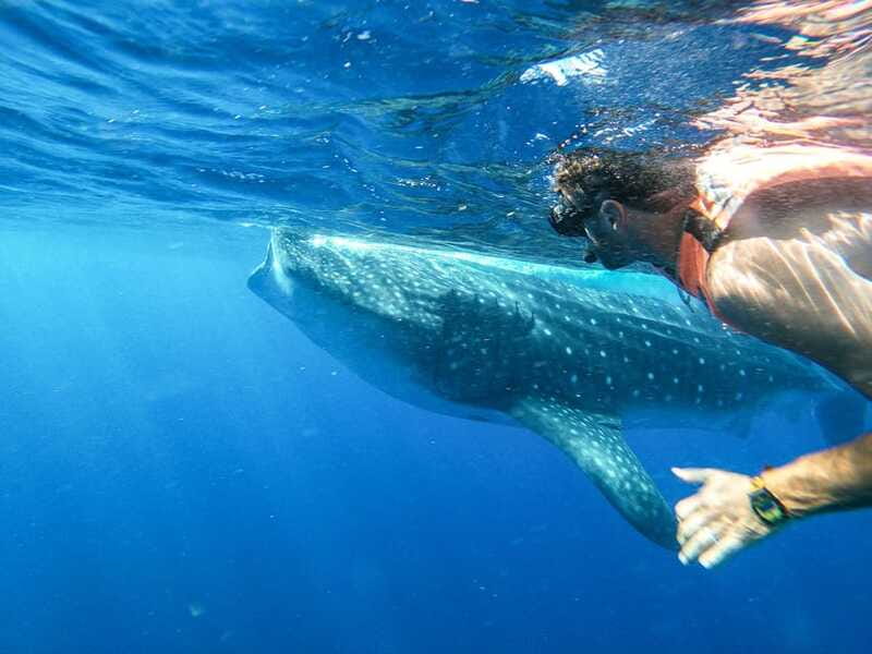 Whale Shark Adventure from Isla Mujeres - What You Might See Besides Whale Sharks (And Why It’s Still Worth It)