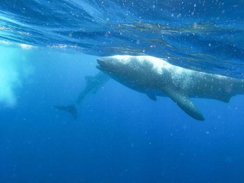 Whale Shark Adventure from Isla Mujeres - Included Meals and Drinks: Plan Around Realistic Food