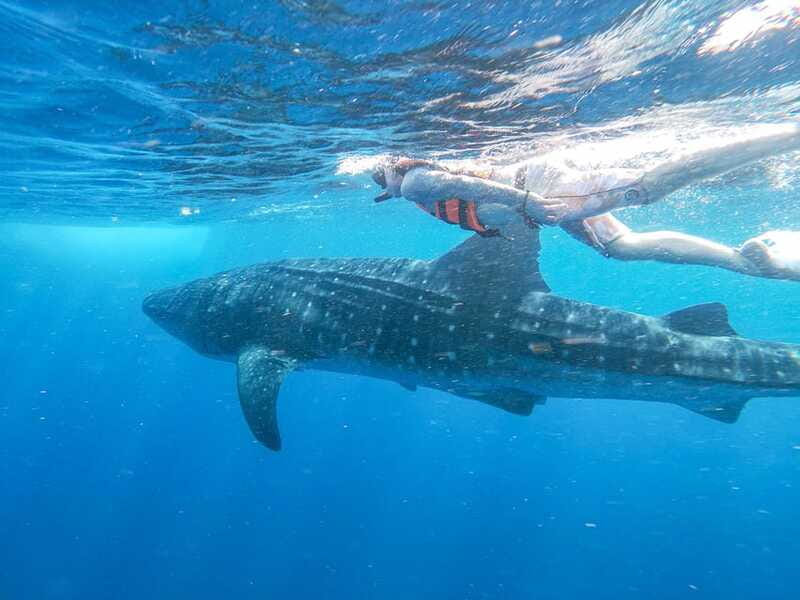 Whale Shark Adventure from Isla Mujeres - Price and Value at $176: Is This Worth It?