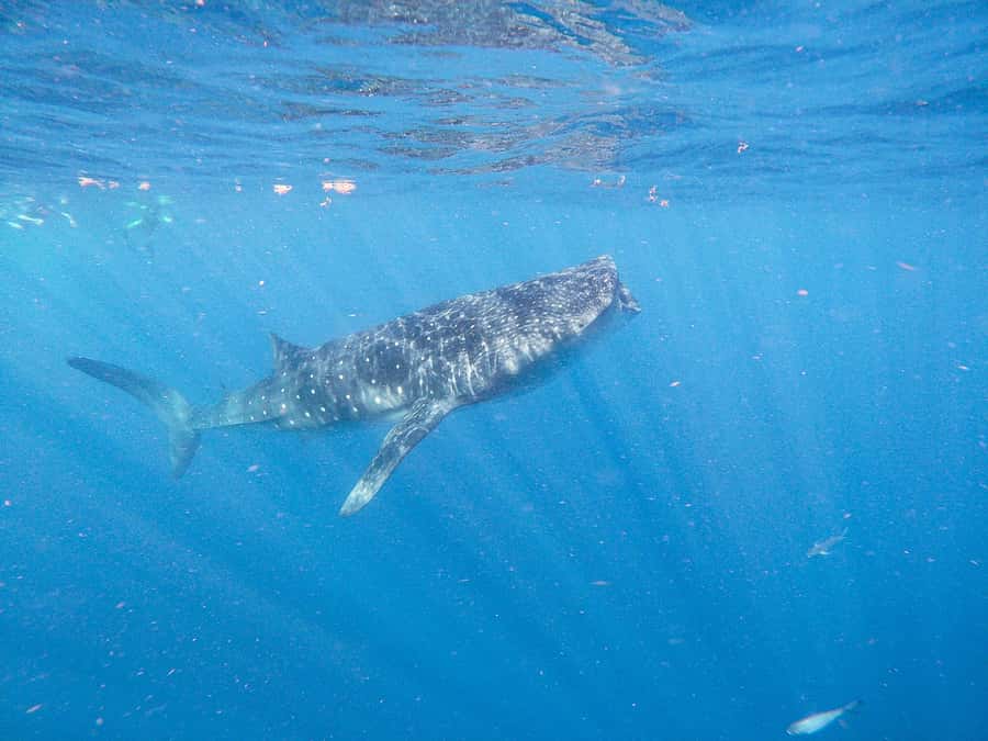 Whale Shark Adventure from Isla Mujeres - What to Bring, and How to Avoid the Most Common Problems