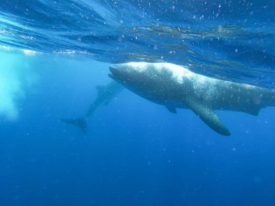 Whale Shark Adventure from Isla Mujeres - Meeting at Black Pearl Dock and What the Boat Ride Feels Like