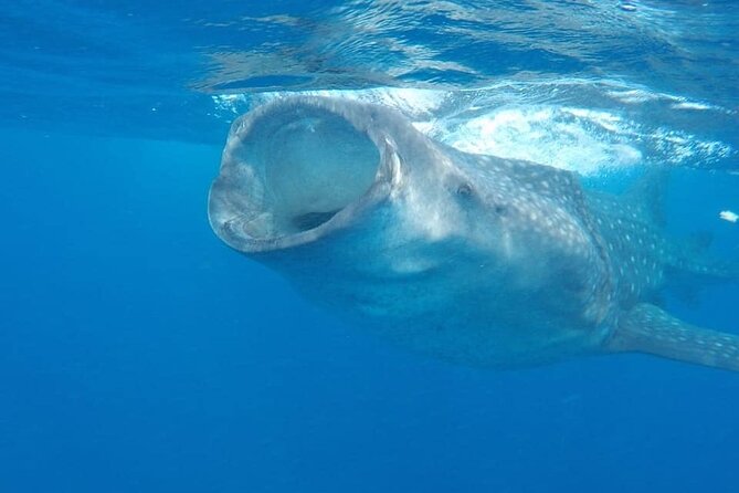 Whale Shark Adventure in Isla Mujeres and Cancun - Whale Sharks, But Make It Small-Group and Regulated