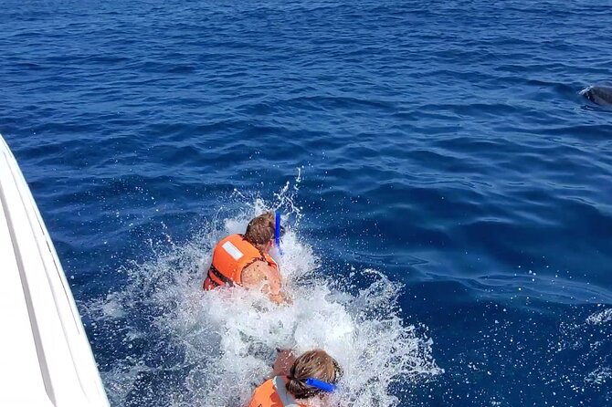 Whale Shark Adventure in Isla Mujeres and Cancun - What the Day Looks Like on the Water