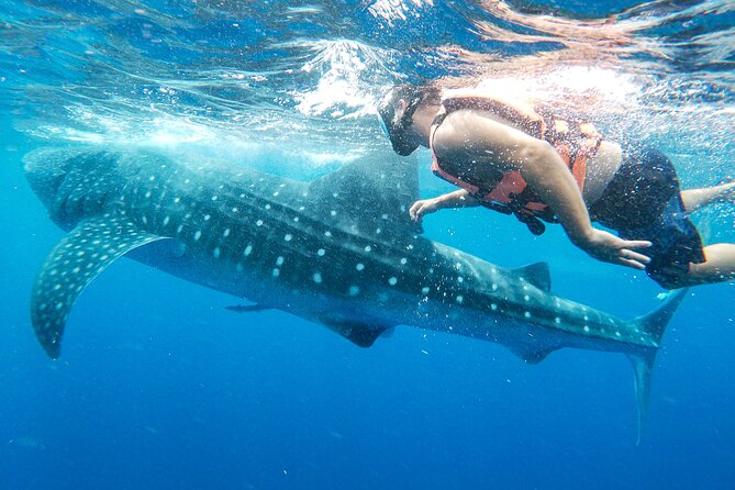 Whale Shark Adventure in Isla Mujeres and Cancun - The Swim Session Rules That Shape Your Expectations