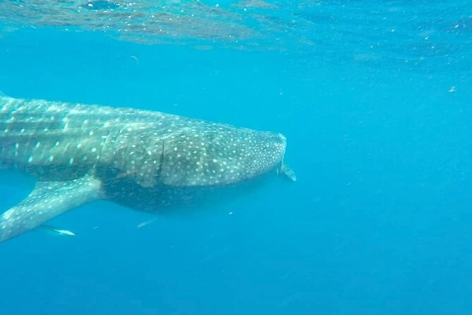 Whale Shark Adventure in Isla Mujeres and Cancun - Lunch, Snacks, and the Isla Mujeres Stop You Don’t Want to Skip