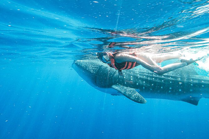 Whale Shark Adventure in Isla Mujeres and Cancun - Who You’ll See in the Crew: Guides That Get Praised