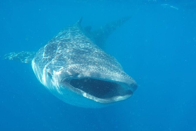 Whale Shark Adventure in Isla Mujeres and Cancun - Price and What Makes It Feel Worth It