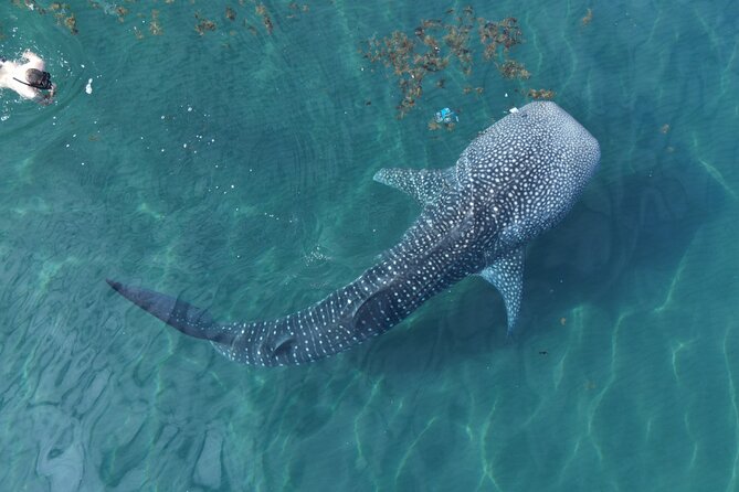 Whale Shark Adventure with a Marine Biologist - Key things that make this tour click