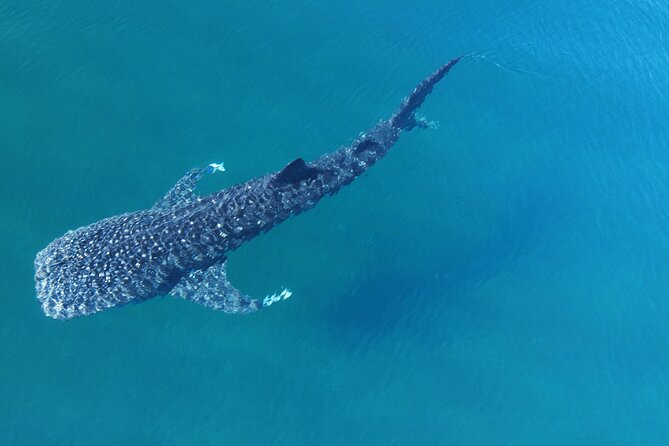 Whale Shark Adventure with a Marine Biologist - La Paz Whale Sharks: What This Experience Really Means