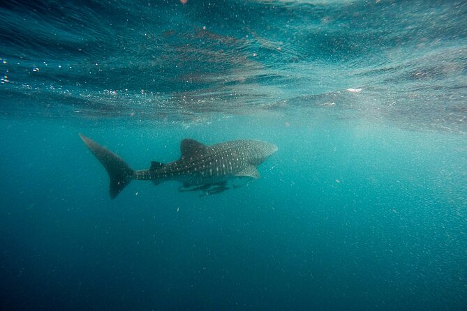 Whale Shark Adventure with a Marine Biologist - Wetsuits, Snorkeling Gear, and Staying Comfortable