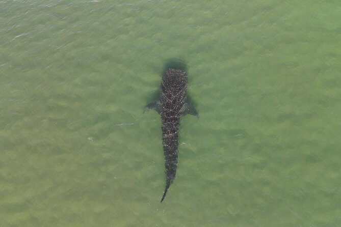 Whale Shark Adventure with a Marine Biologist - Boat Crew Energy: Logistics, Guidance, and Clear Calls