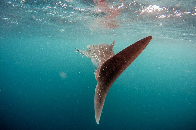 Whale Shark Adventure with a Marine Biologist - In the Water: How the 30-Minute Rule Changes the Swim