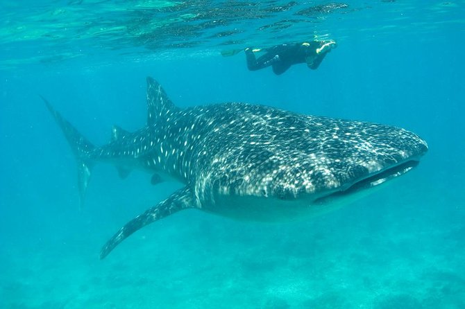 Whale Shark and Snorkeling Adventure from Isla Holbox - Getting Out the Door Fast: 6:30 am Holbox Start
