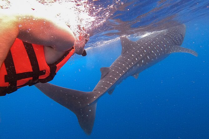 Whale Shark and Snorkeling Adventure from Isla Holbox - The Boat Ride Reality Check (And How to Make It Easier)