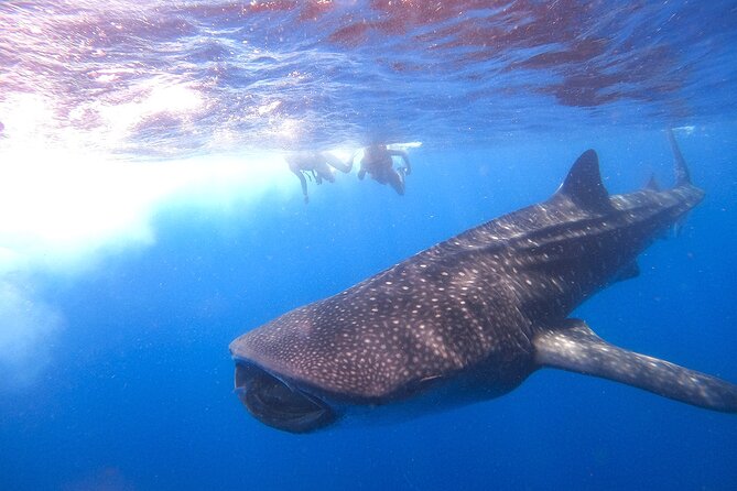 Whale Shark and Snorkeling Adventure from Isla Holbox - Cabo Catoche Snorkeling Stop: Rays, Fish, and Another Chance to See Life